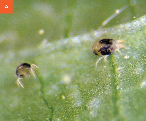 Adult two-spotted spider mites shown on the underside of a leaf. 