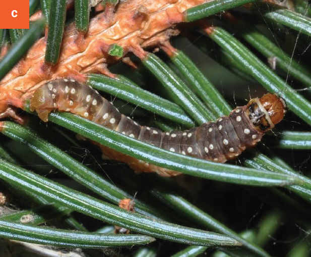 Western spruce budworm damage on the terminal of the tree, showing defoliation and webbing. 