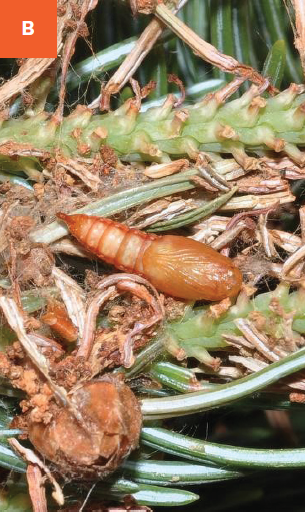 Western spruce budworm pupa and damage within stems and needles. 