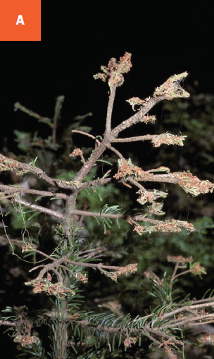 Western spruce budworm caterpillar on the needles. 