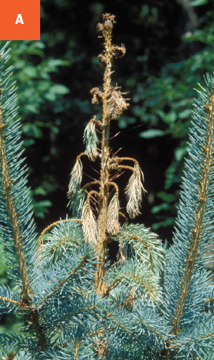 White pine weevil damage on blue spruce, showing the dead terminal. 
