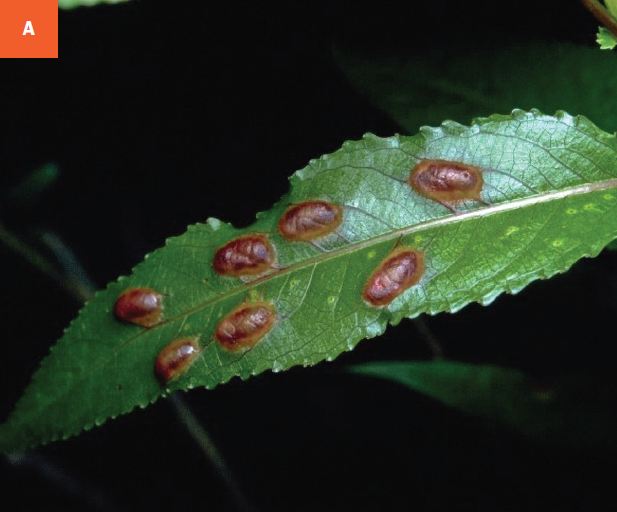 Red bean-like galls on the top of the leaf from willow redgall sawfly infestations. 