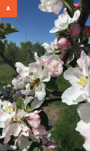 White five petaled flowers with pink buds. A bee is at one flower.