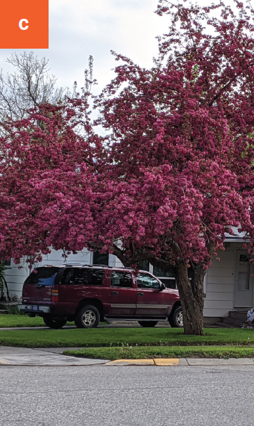 A medium sized crabapple tree that is covered in pink flowers.