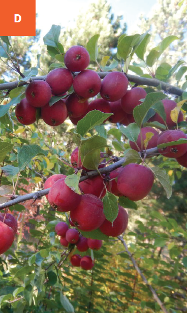 Tree branches loaded with bright red crabapples.