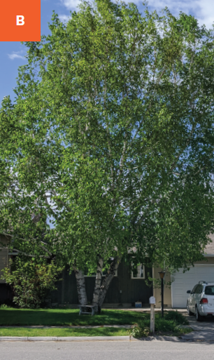 A large tree with bright green foliage and white bark in front of a house.