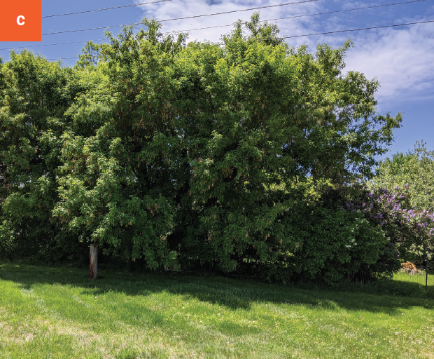 Large bright green shruggy tree with branches low to the ground.