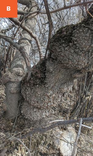A multiple stem trunk with burls covering the lower part of the stems.