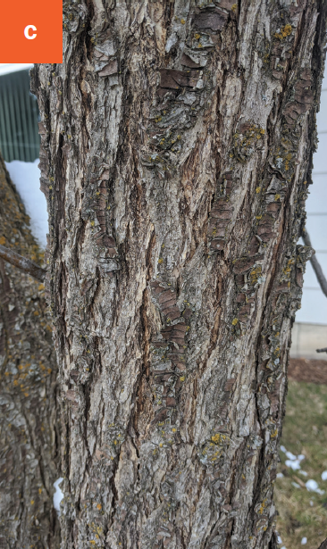 Close-up of grey bark with furrows on a trunk. 