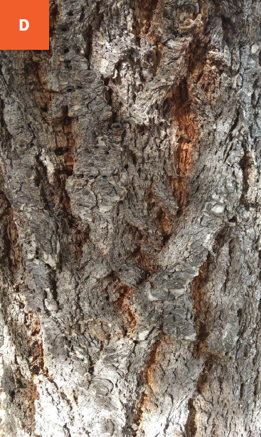 A close-up of deeply furrowed grey bark on a trunk.