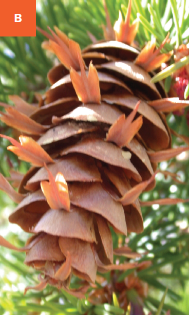 Close-up of golden-brown cone with 3-pronged bracts protruding between scales.