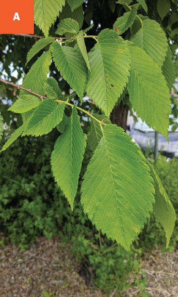 Bright green serrated leaves