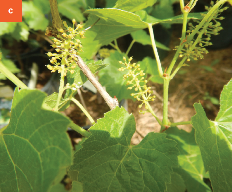 A closeup of several grape leaves and immature buds