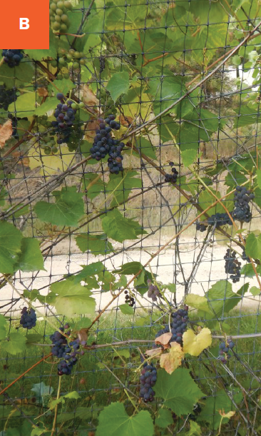 Many clusters of purple grapes growing on a trellis