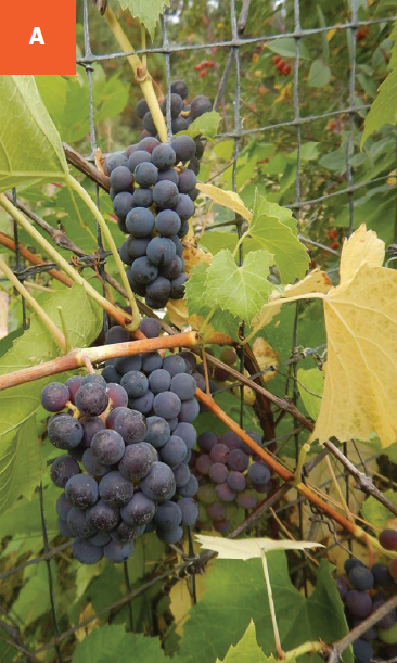 Two purple clusters of grapes on a trellis