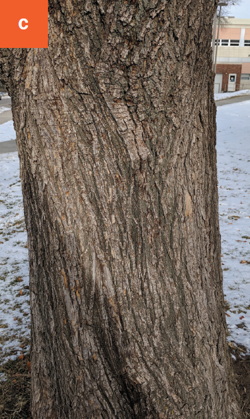 Green ash bark is gray and furrowed with loose ridges