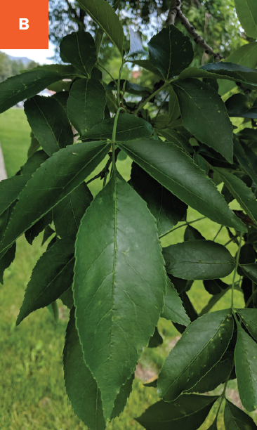 Multiple dark green leaves with serrated edges