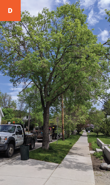 Large tree in residential boulevard with bright green canopy.