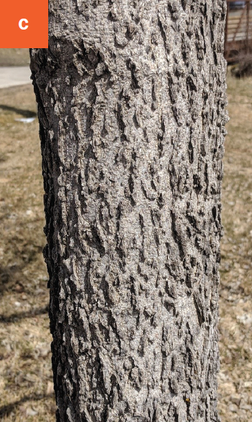Photo of corky bark with ridges on a tree trunk.