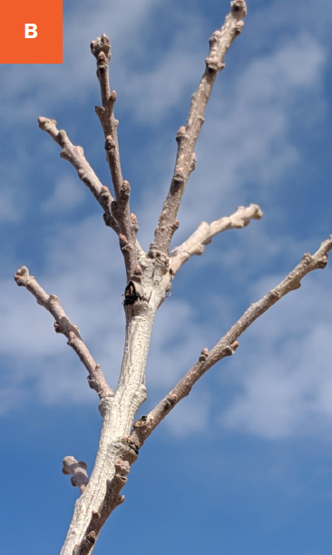 Close-up of buds on a bare stem.