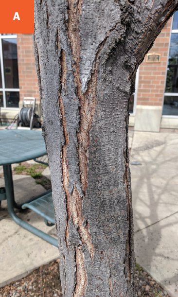 Close-up of dark grey brown, platted bark on a  tree trunk.