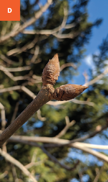 Large brown papery terminal buds on a bare limb.
