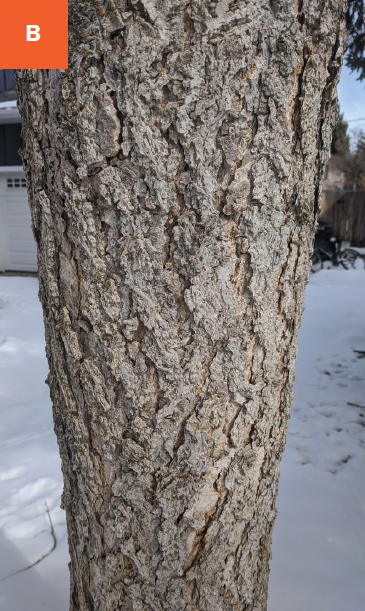 Close up of light grey fissured bark.