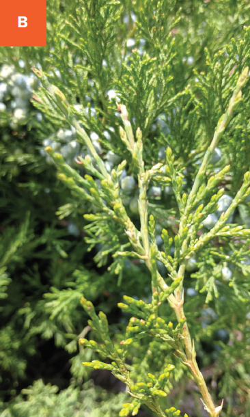 Juniper plants have scale-like bluish green leaves