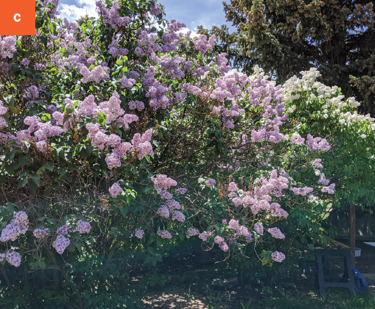Two lilac shrubs with purple and white flower clusters.