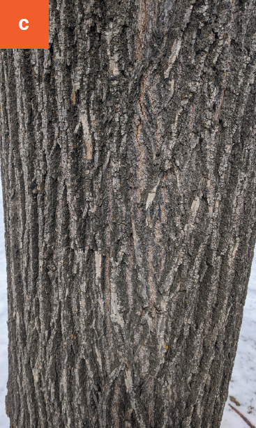 The gray, ridged and furrowed bark of the linden tree