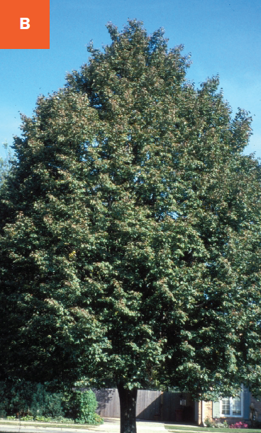A large pyramid shaped medium green linden tree