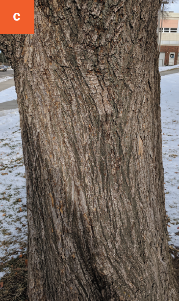Close-up of large tree trunk with furrowed grey brown bark.
