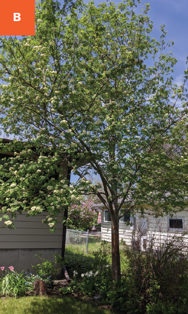 Medium sized tree in residential yard with with white flower clusters.