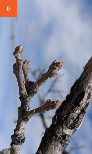 Close-up of vegetative buds on a bare limb.
