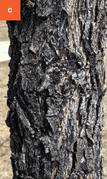 Close-up of dark brown bark with deep ridges.