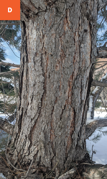 Grey pine bark with deep furrows