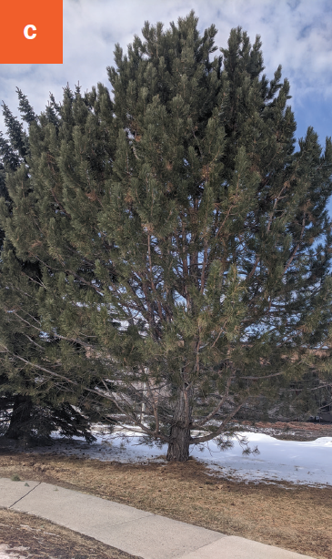 A medium sized round pine tree