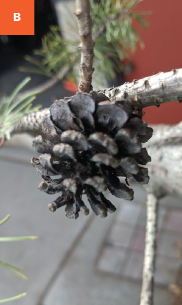 A close up of a small dark brown pine cone