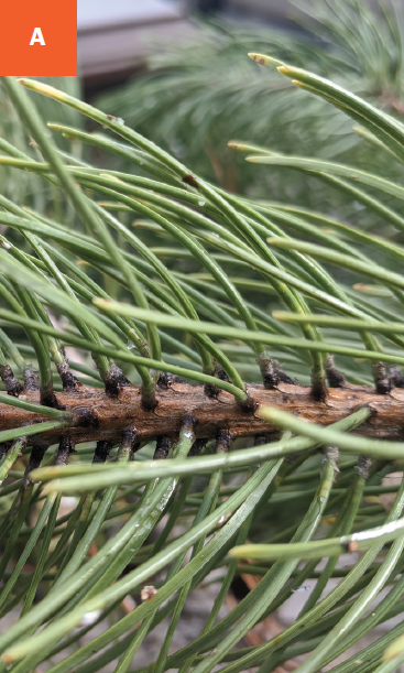 A close up of medium green pine needles