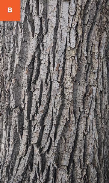 Grayish white bark with deep furrows