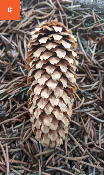 A closeup of a light tan spruce cone