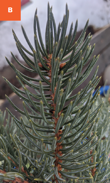A closeup of dark greenish blue spruce needles
