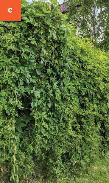 A fence covered in a dense bright green vine.