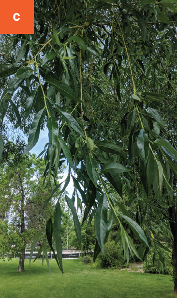 Branches of dark green willow leaves hanging low
