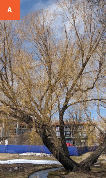 A medium sized bare white willow tree with yellowish new growth