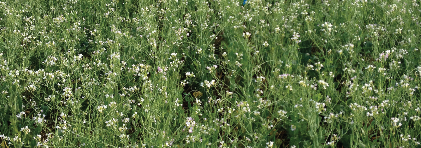 A lush green field with legumes and other assorted cover crops