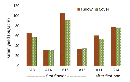 A bar graph showing small grain yields following fallow and cover terminated by first flower or after flat pod on wet Montana site-years.