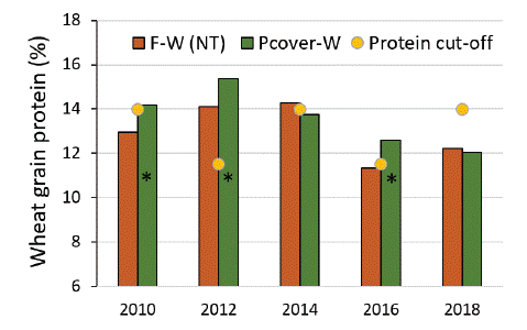 A bar graph demonstrating wheat grain protein after fallow or pod-stage terminated pea cover, and the protein discount cut-off level for spring wheat.