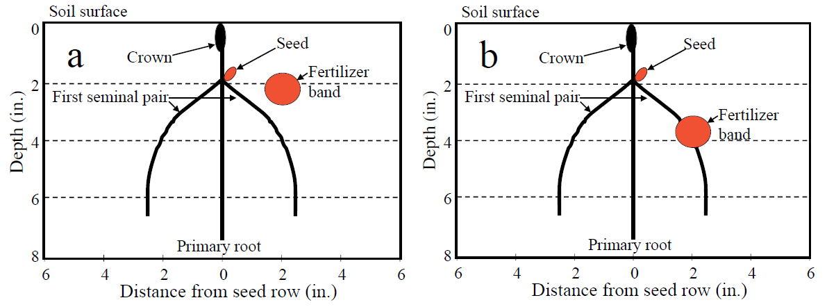 Two side by side images demonstrate how a seed with fertilizer placed to the side doesn't allow access to the fertilizer compared to when placed below the seed