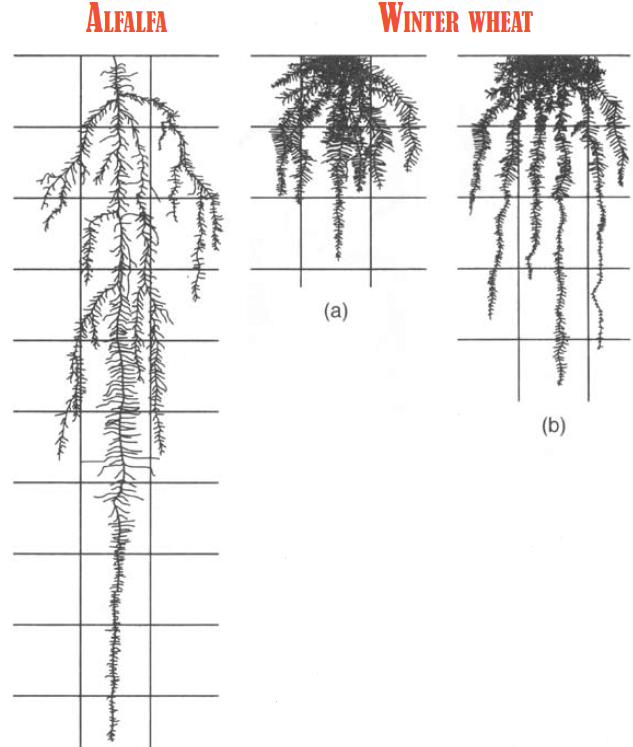 Three root systems are shown below the soil profile. Alfalfa has the deepest roots, followed by irrigated winter wheat and then non-irrigated winter wheat